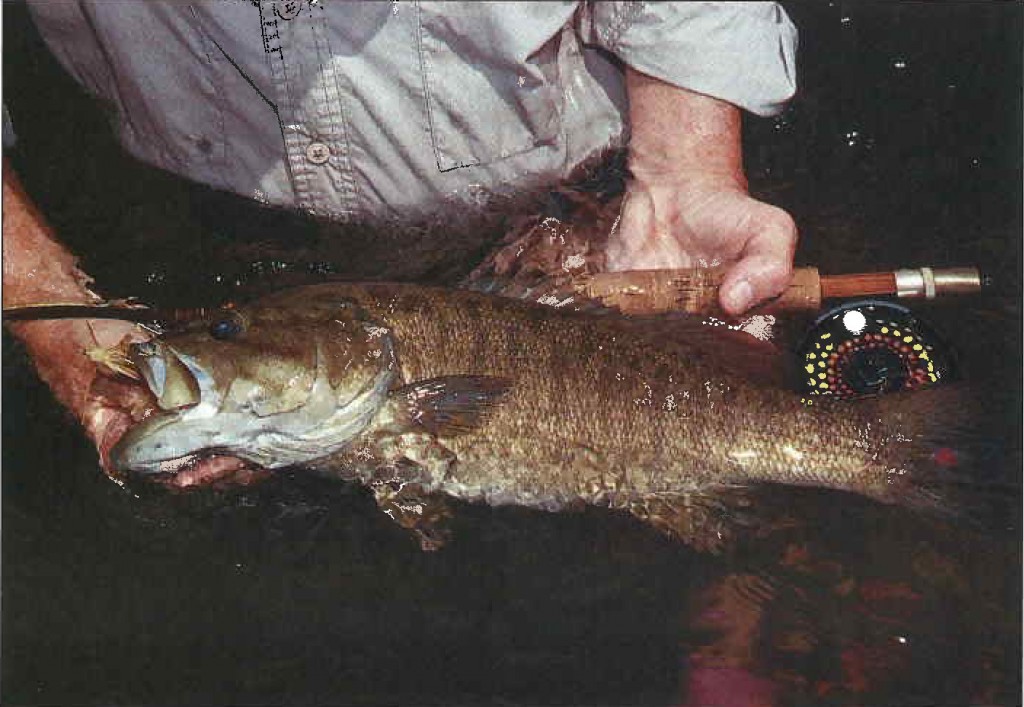 Topwater Smallmouth Fly Fishing