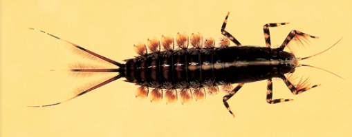 Isonychia