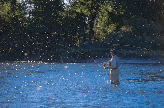 Henry's Fork Rebound