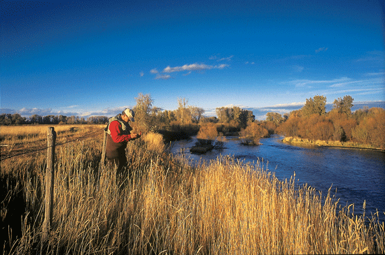 Henry's Fork Rebound