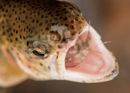 Streamers / Bucktails  Dan's Fly Shop and Guide Service - Fishing the  Androscoggin in New Hampshire