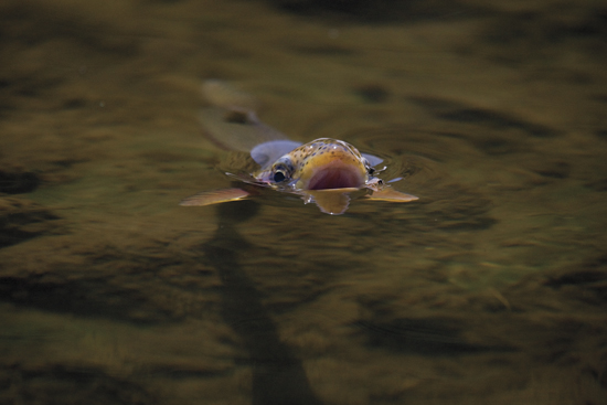 https://files.osgnetworks.tv/16/files/2013/05/Fish-Open-Mouth.jpg