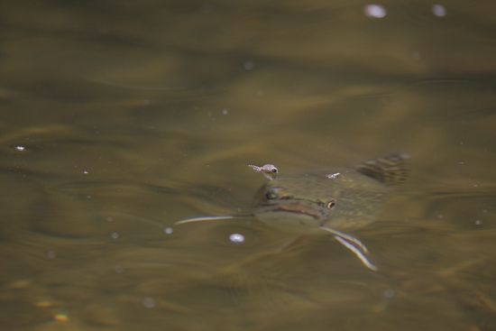 https://files.osgnetworks.tv/16/files/2013/05/Fish-Sneak.jpg