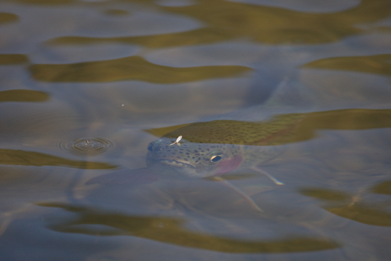 https://files.osgnetworks.tv/16/files/2013/05/Fish-Waiting.jpg