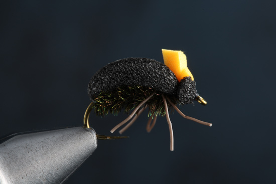 Foam Beetle