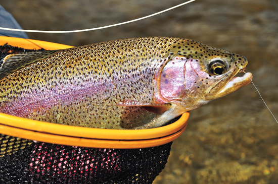 rainbow trout with fly in its mouth in a net