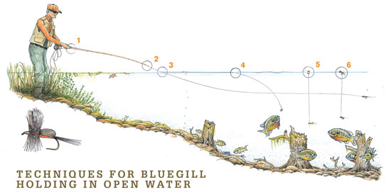 https://files.osgnetworks.tv/16/files/2014/05/Bluegill-Holding-Open-Water-Fly-Fisherman.jpg