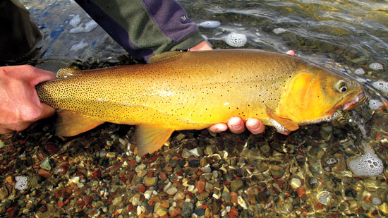 Native Cutthroat, Gros Ventre River, Wyoming, Grand Teton National Park :  r/Fishing