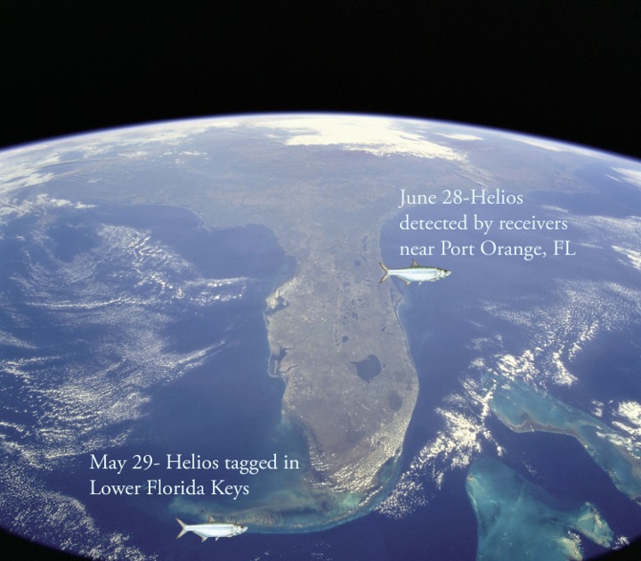 Tarpon Tracking Program