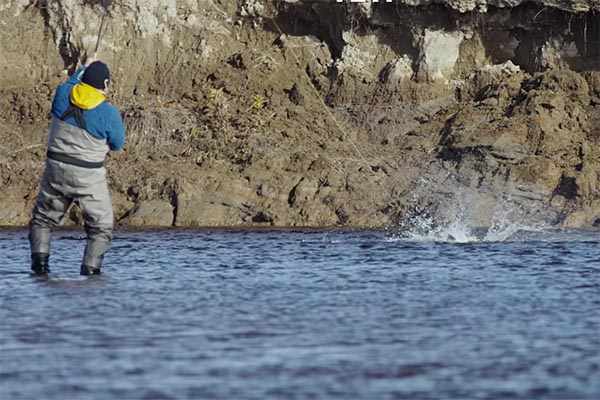 Kamchatka Steelhead