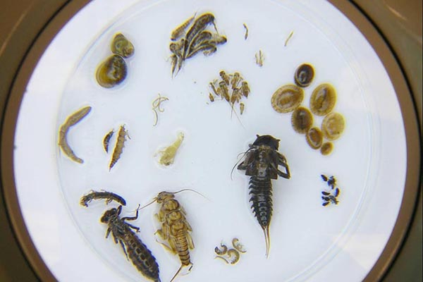 First Mayflies