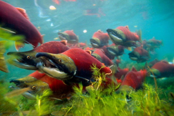 Sockeye salmon (Oncorhynchus nerka); Canada