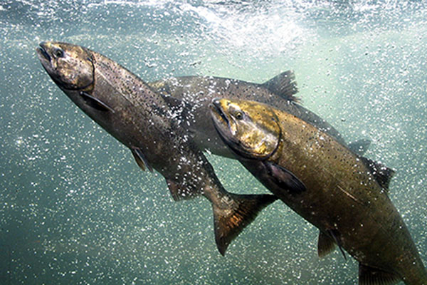 chinook-salmon