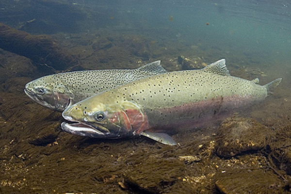 steelhead-pair