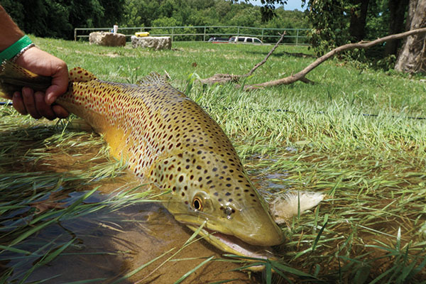 Big Tailwater Browns