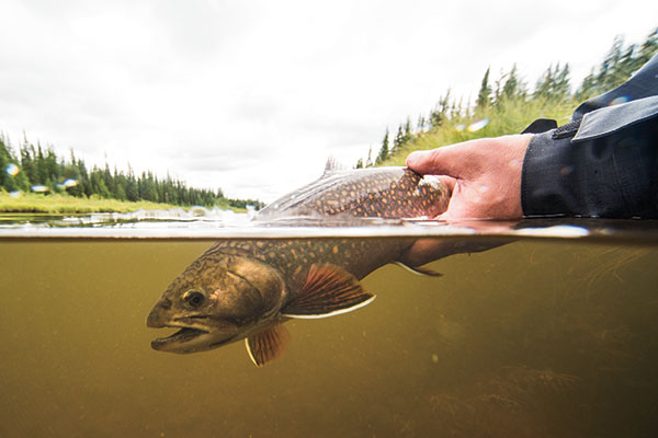 Sea-run brook trout in Hudson Bay