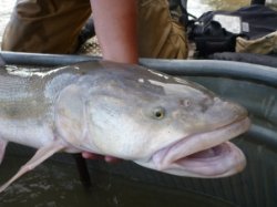 Pikeminnows