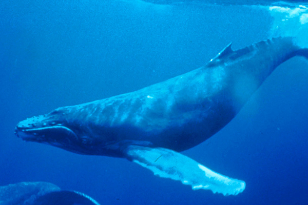 Whales Eat Salmon