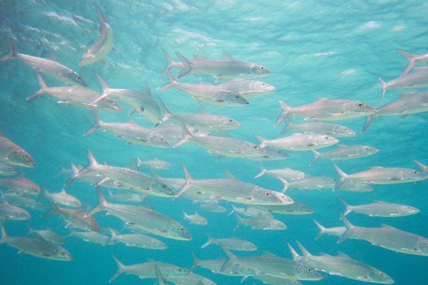 Bonefish Schooling