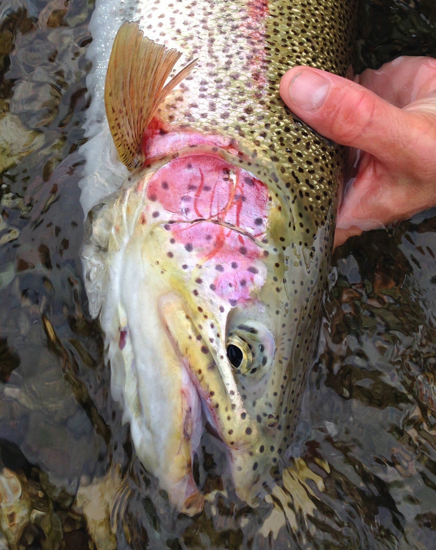 Vertical image of rainbow trout flank