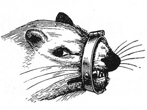 Ferret wearing a muzzle