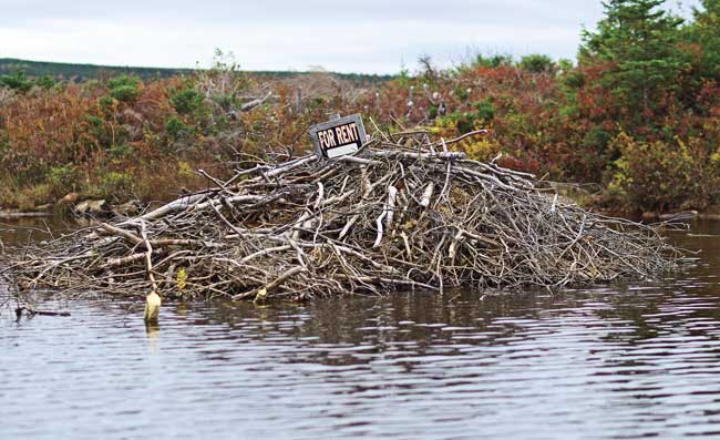 Newfoundland8
