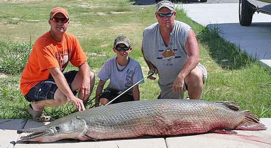 Mississippi Monster! Bow Fishermen Reel In 234-Pound Alligator Gar