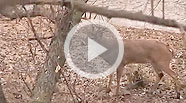 Practice Bowhunting on Live Animals