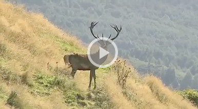 South Pacific R & R: Bowhunting New Zealand's Fallow Deer and Red Stag