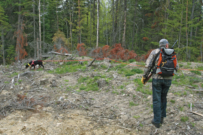 bear-hunting-tracking-dog
