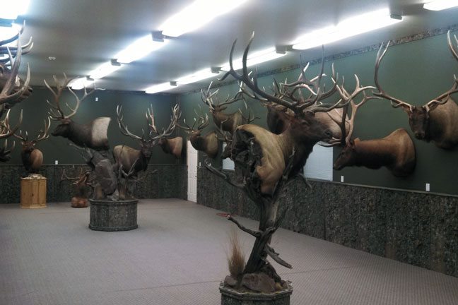 bowhunting-elk-dan-evans