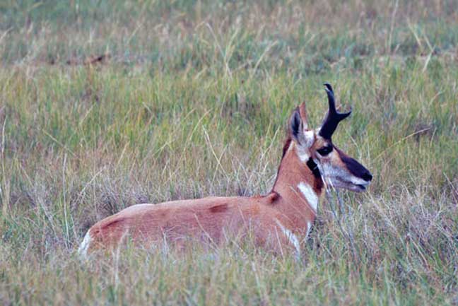 bowhunting-antelope-spot-and-stalk