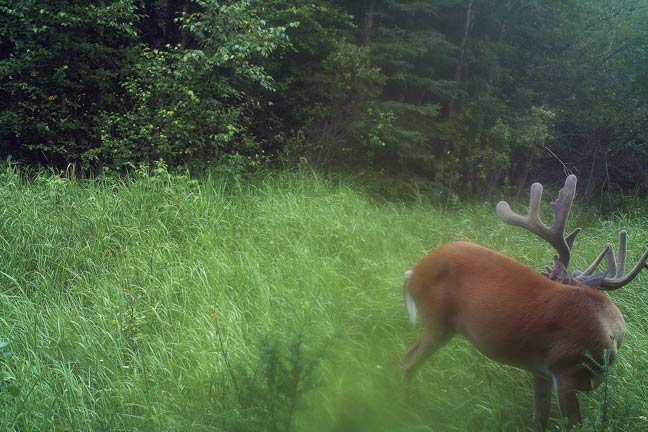 bowhunting-massive-buck