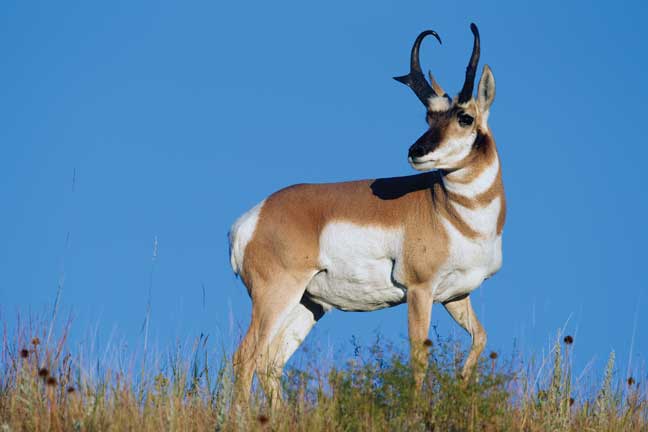 stop-and-stalk-antelope-with-a-bow