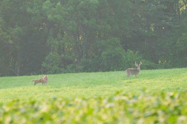 best-whitetail-scouting-tools