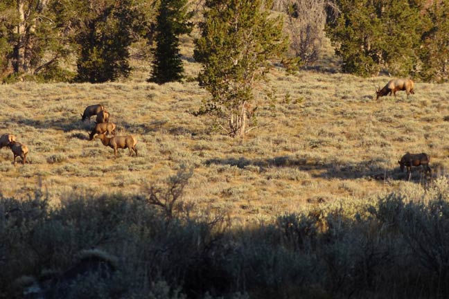 stalk-an-elk-west