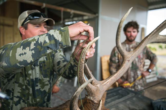 west's-record-new-mexico-bull