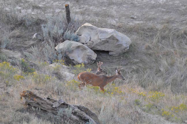 velvet-whitetails