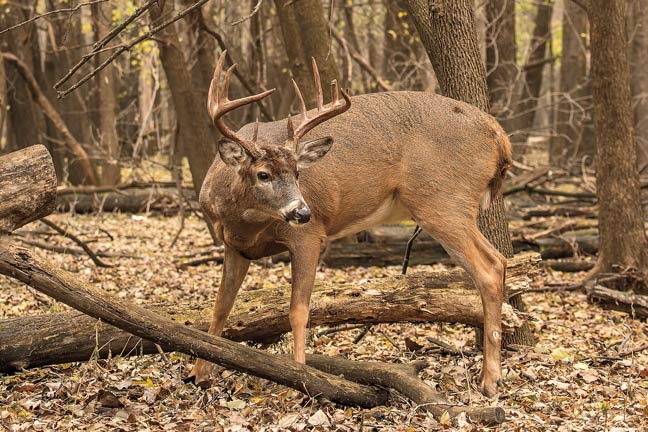 how-to-call-deer