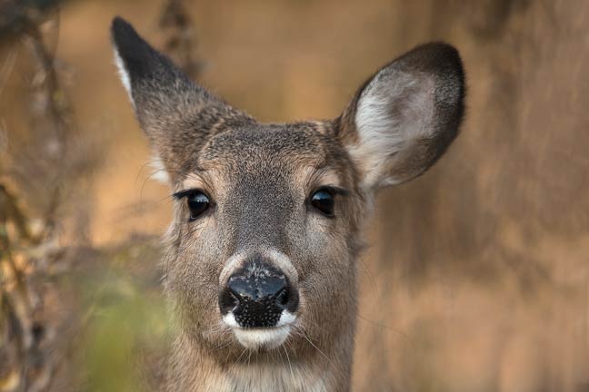 tips-for-calling-deer