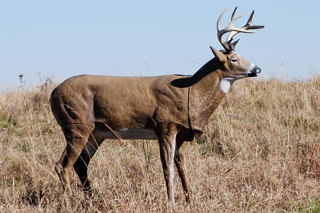 Kill-Whitetail-Deer