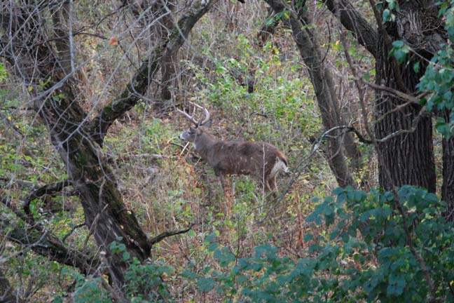 Kill-Whitetail-Deer