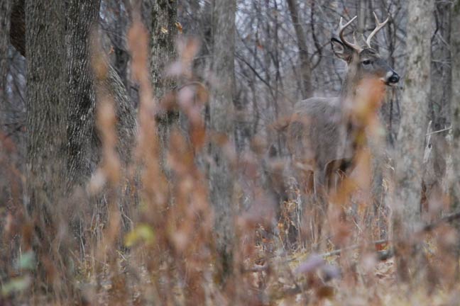 Kill-Whitetail-Deer