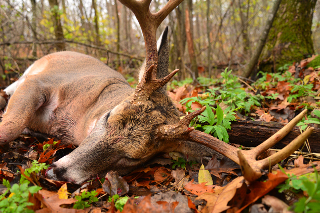 Whitetail-Tricks