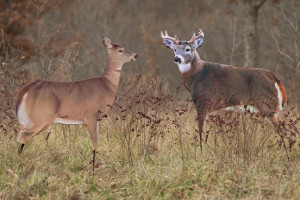 Whitetail-Tricks