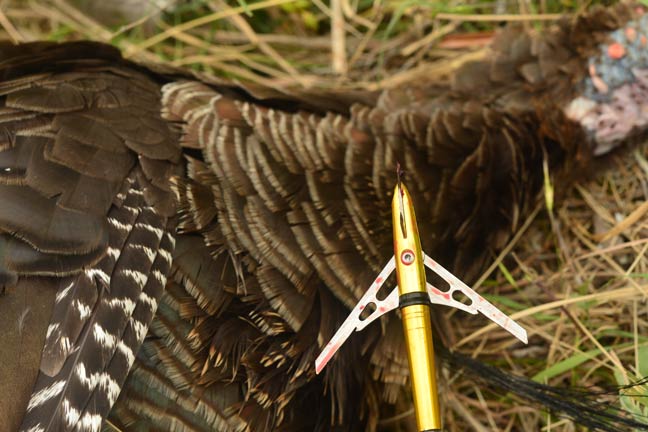 Turkey-Broadheads