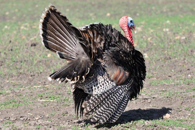 Late-Season-Gobbler