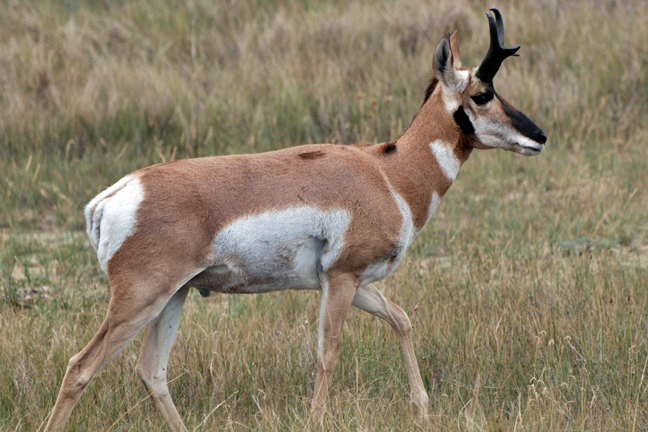 Antelope-Guide
