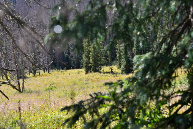 How-To-Hunt-Mule-Deer