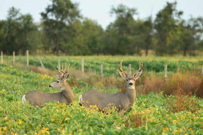 How-To-Hunt-Mule-Deer